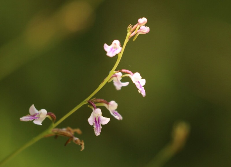 Cynorkis graminea photo 6