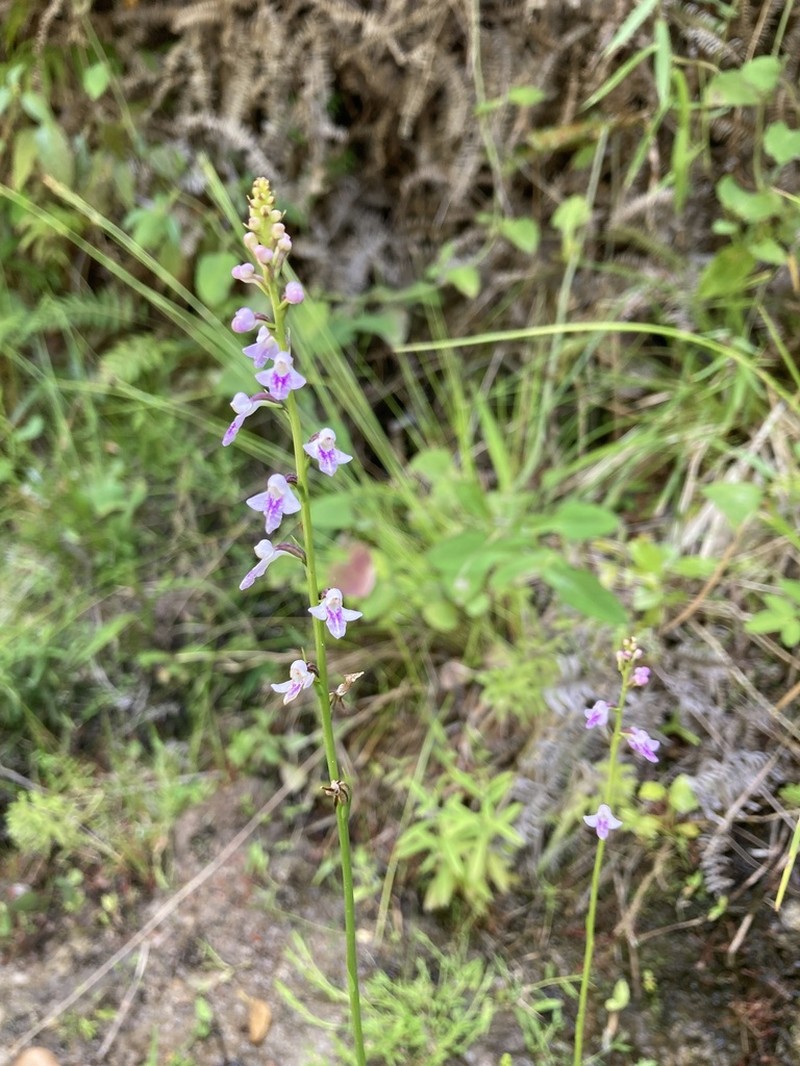 Cynorkis graminea photo 7