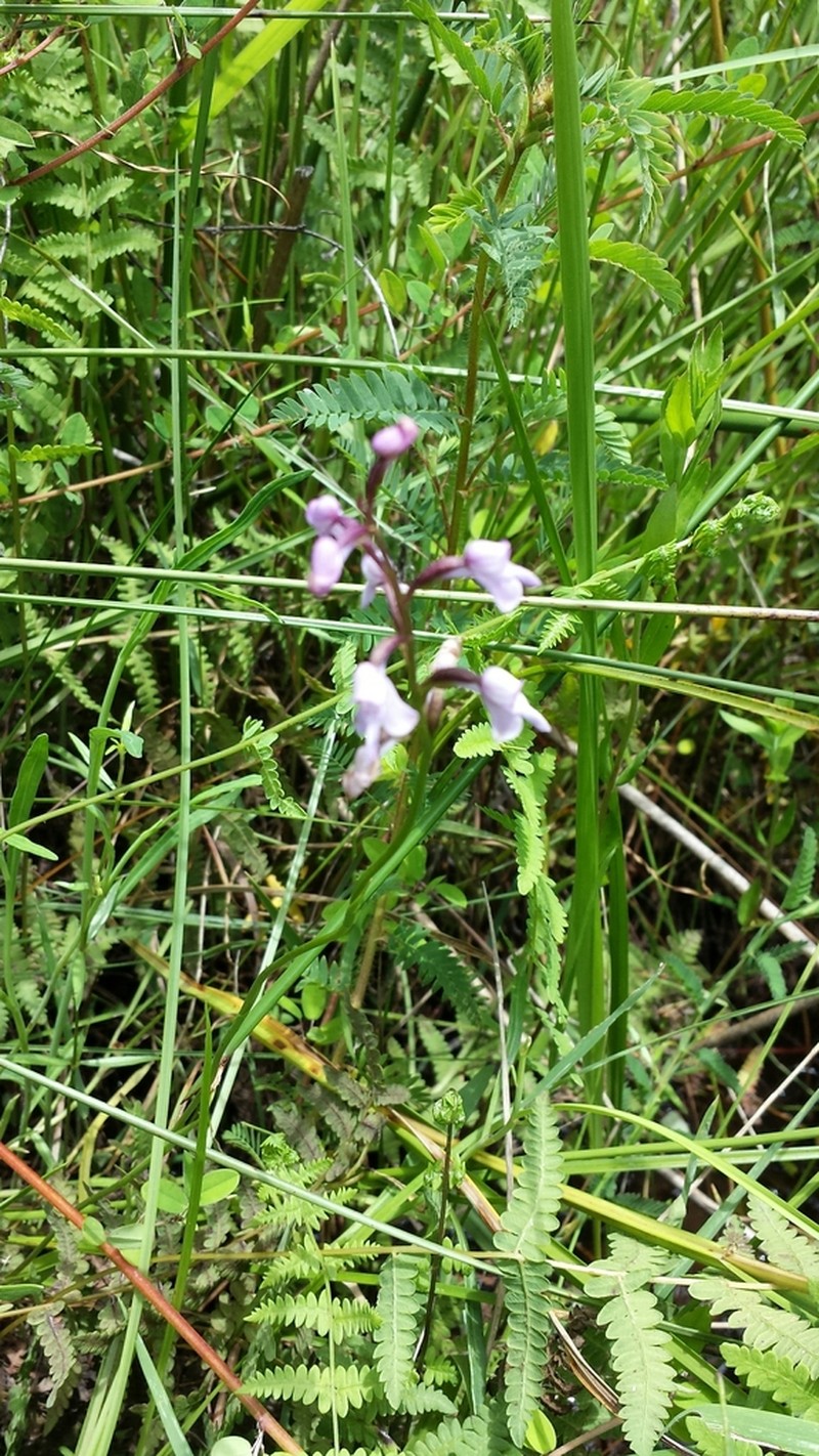 Cynorkis graminea photo 8
