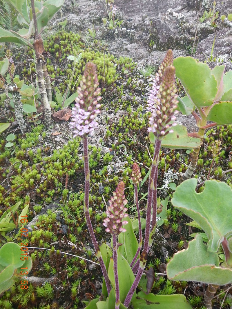 Cynorkis gymnochiloides photo 2