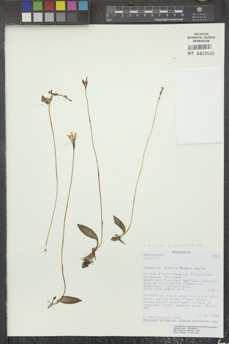 Cynorkis henrici