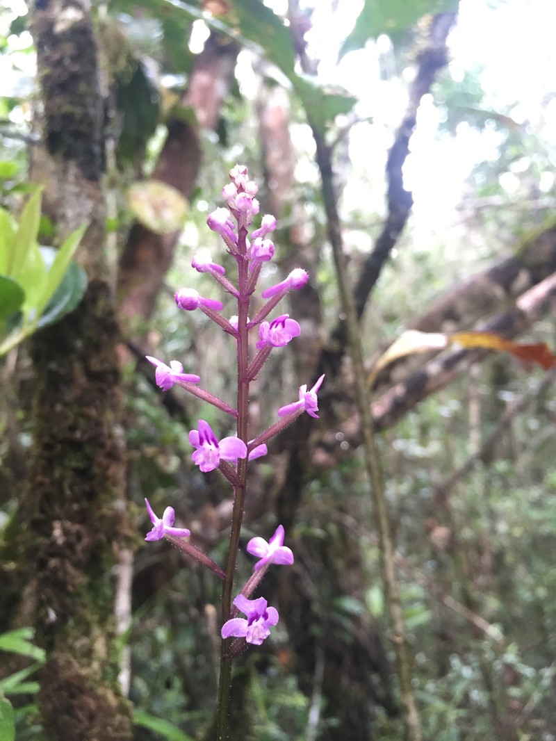 Cynorkis hologlossa