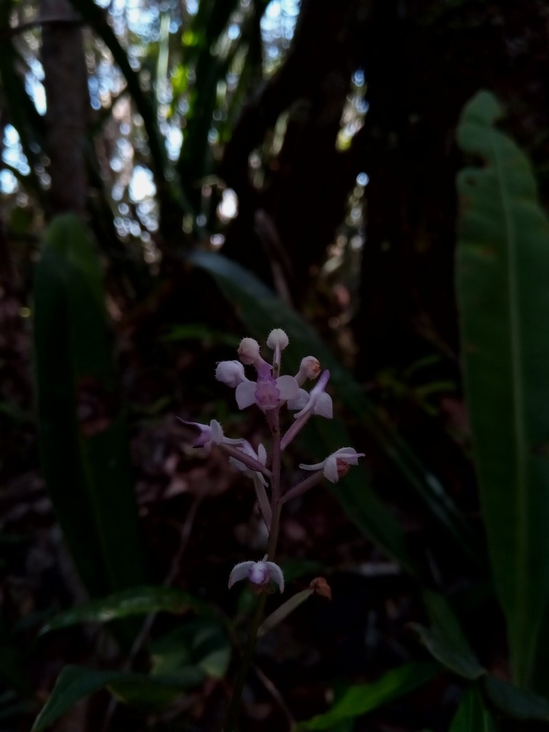 Cynorkis hologlossa photo 2