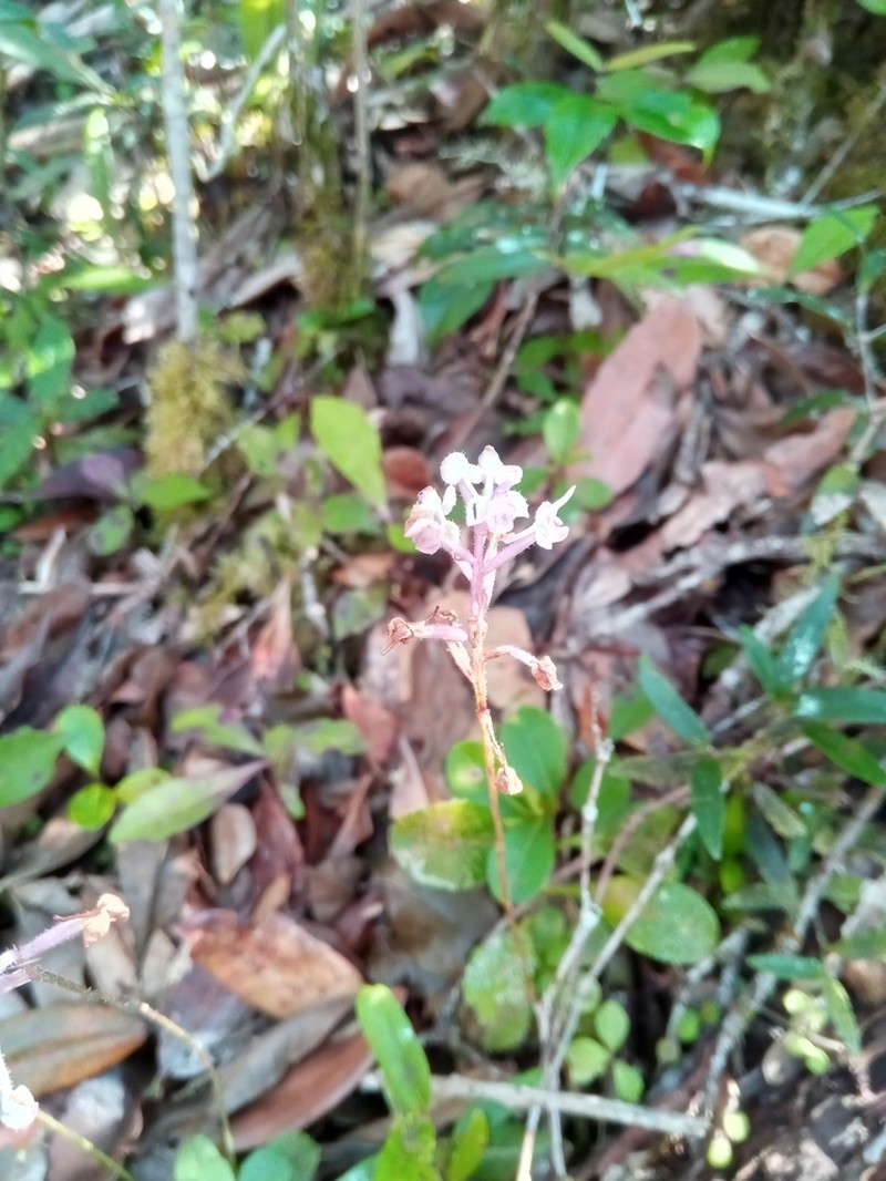 Cynorkis hologlossa photo 3