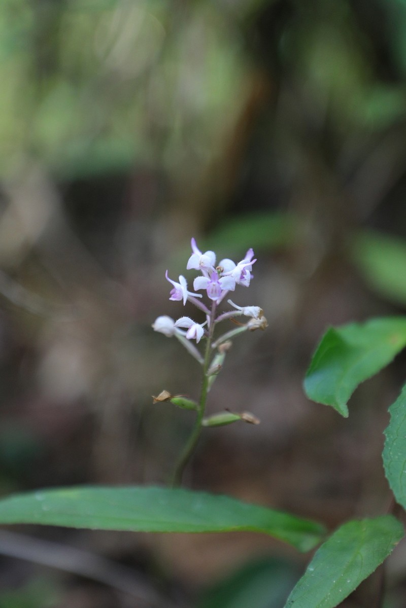 Cynorkis hologlossa photo 4