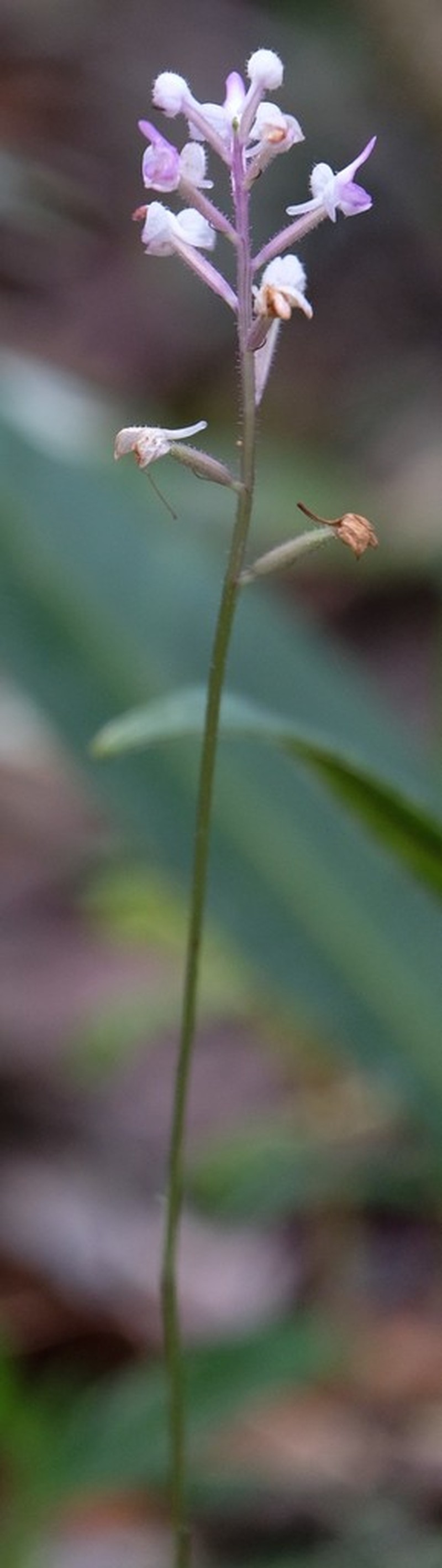 Cynorkis hologlossa photo 5