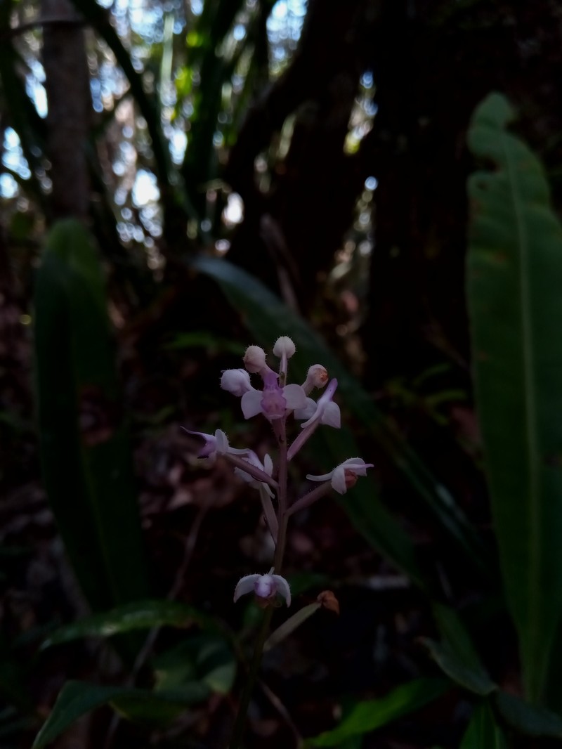 Cynorkis hologlossa photo 6