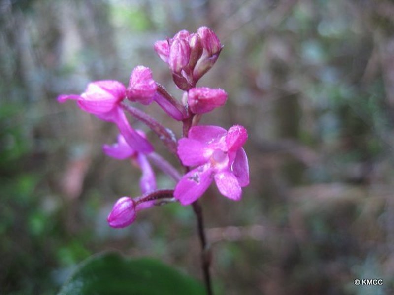 Cynorkis hyacinthina