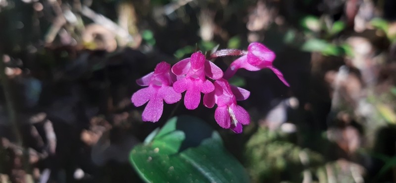 Cynorkis hyacinthina photo 2
