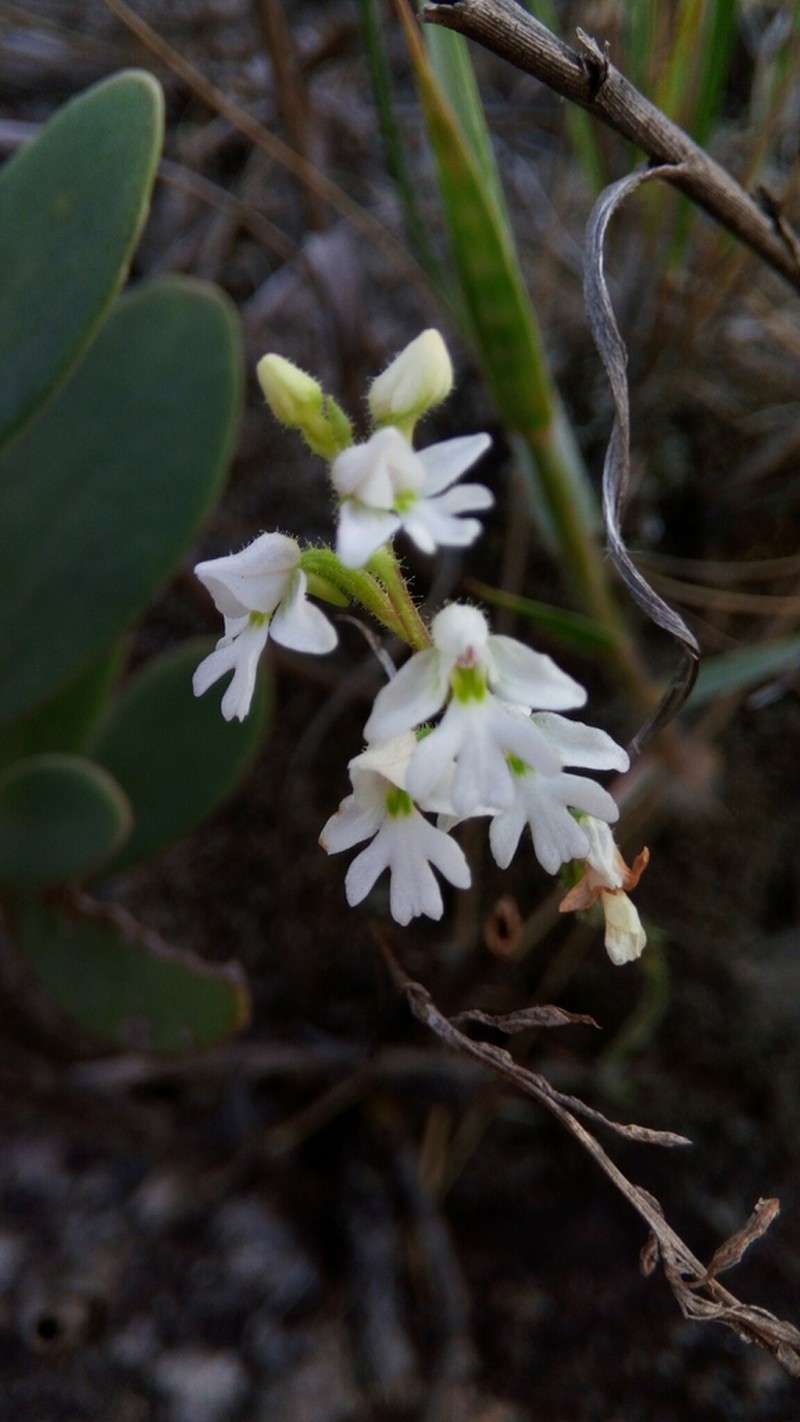 Cynorkis jumelleana