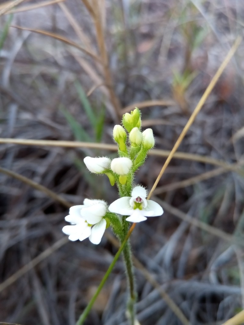 Cynorkis jumelleana photo 2