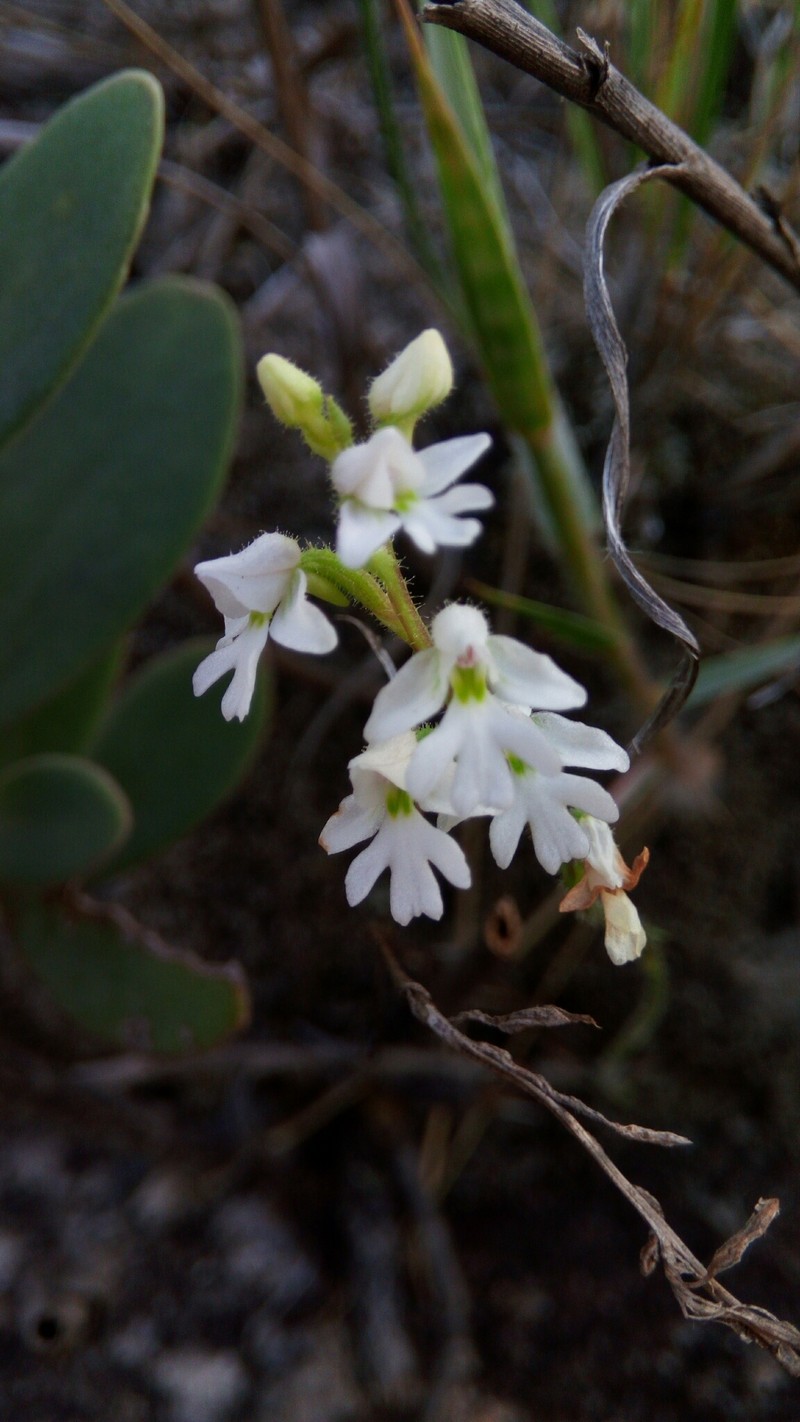 Cynorkis jumelleana photo 4