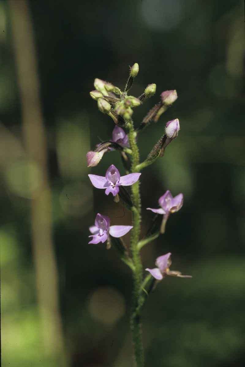 Cynorkis kassneriana