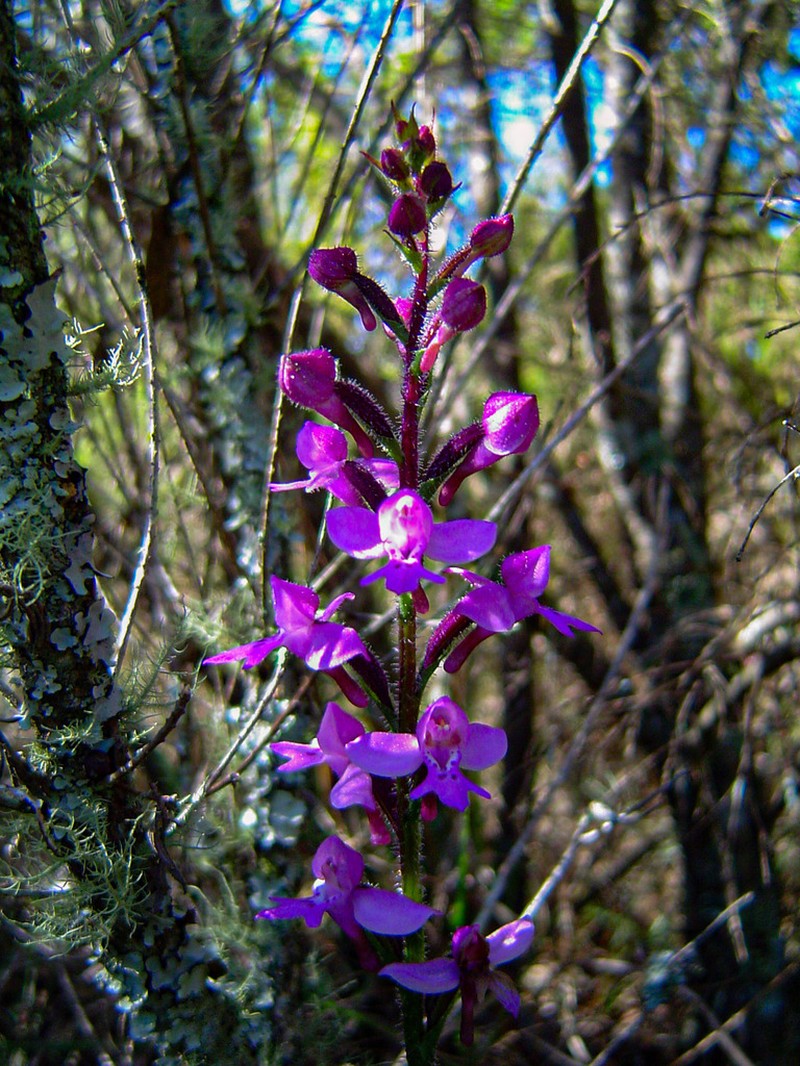 Cynorkis kassneriana photo 3