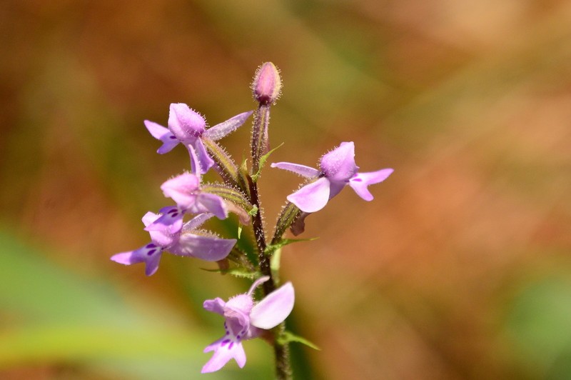 Cynorkis kassneriana photo 4