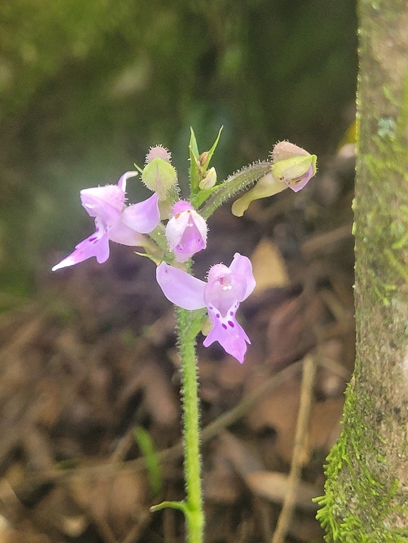 Cynorkis kassneriana photo 5
