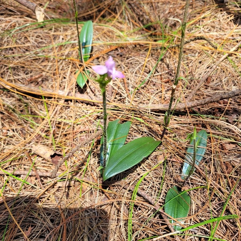 Cynorkis kassneriana photo 6
