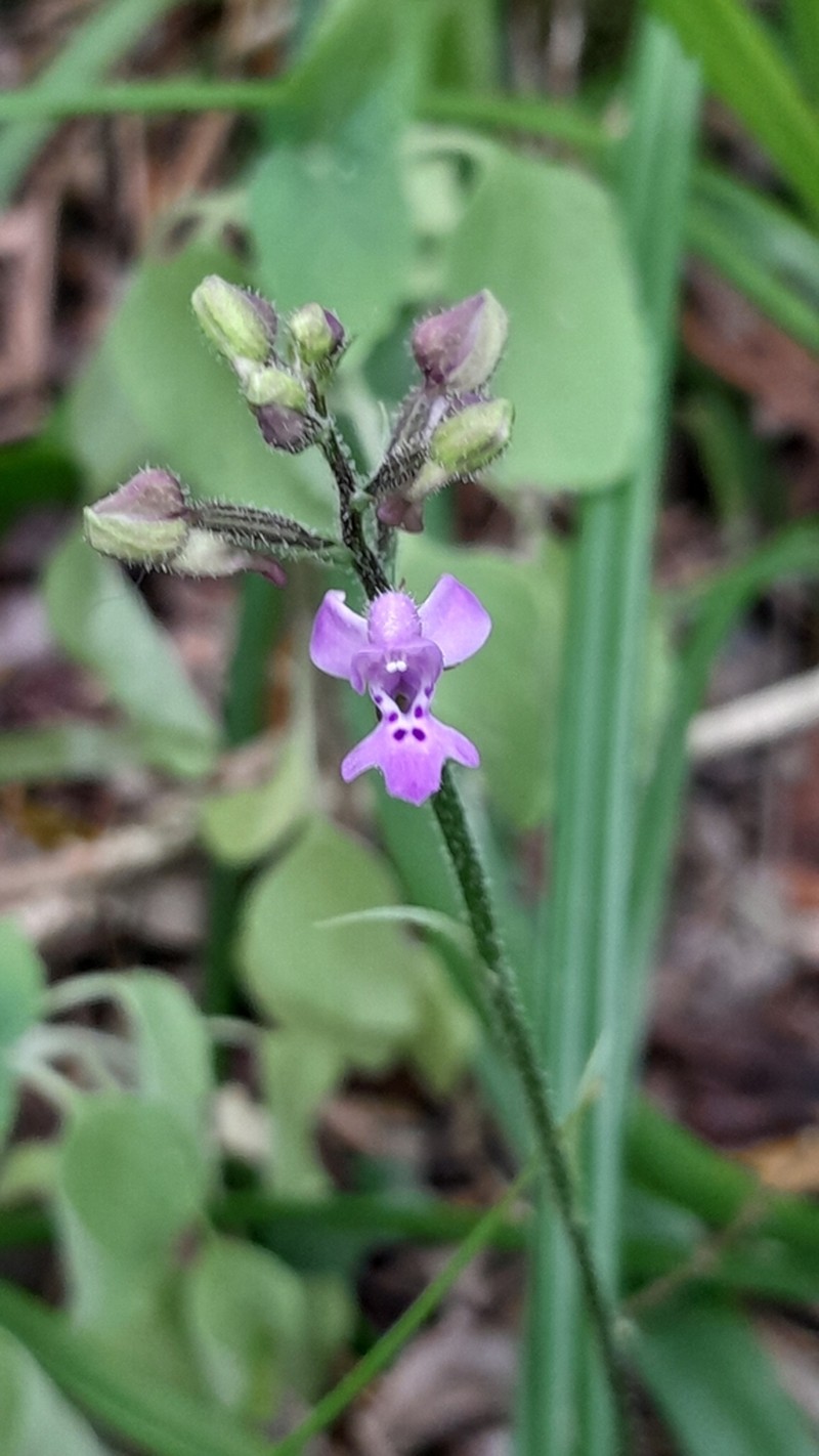 Cynorkis kassneriana photo 7