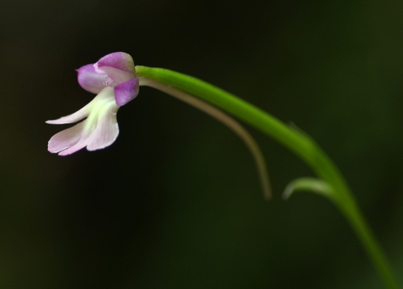 Cynorkis kirkii