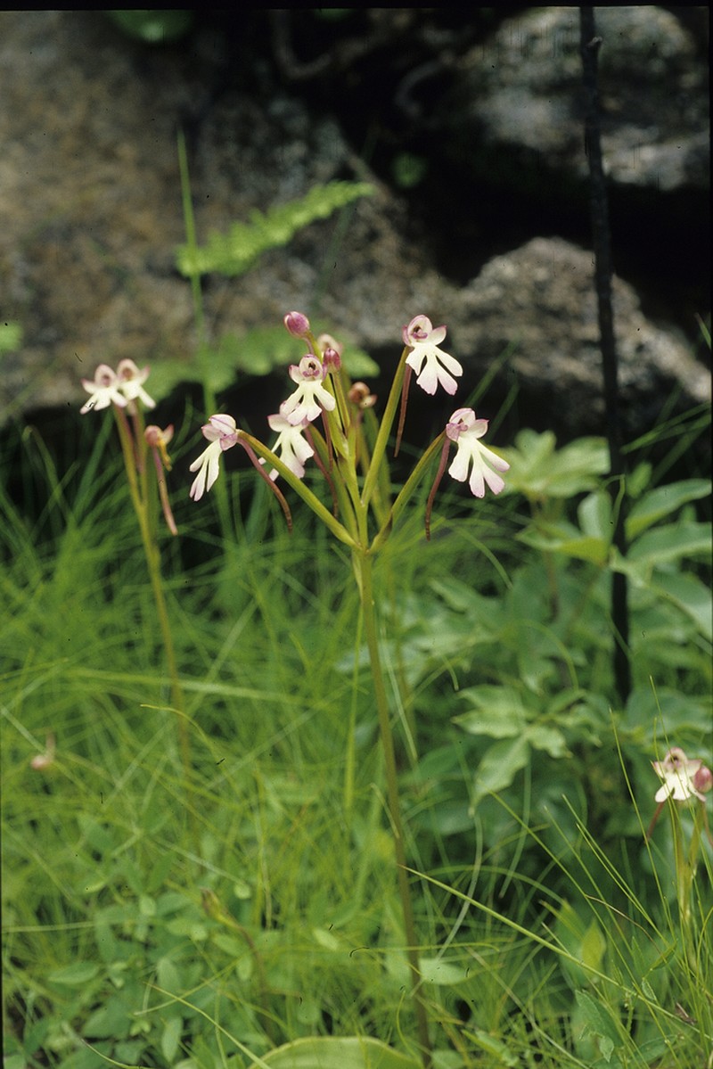 Cynorkis kirkii photo 2