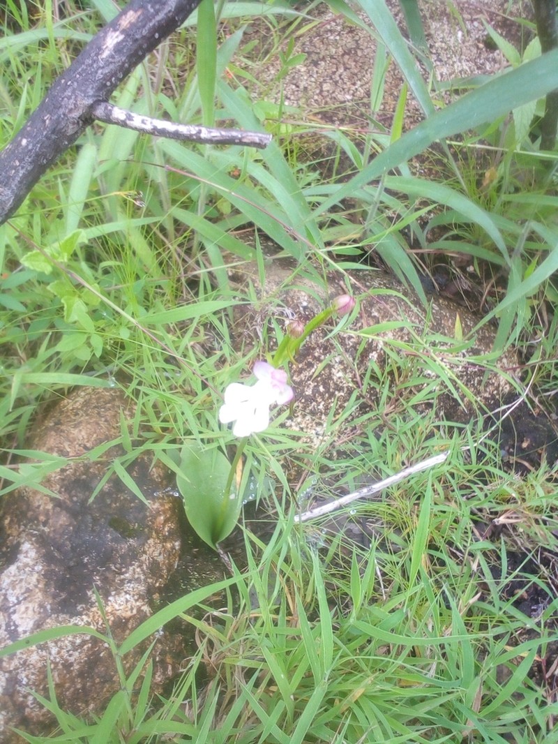 Cynorkis kirkii photo 3