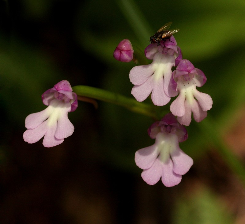 Cynorkis kirkii photo 4