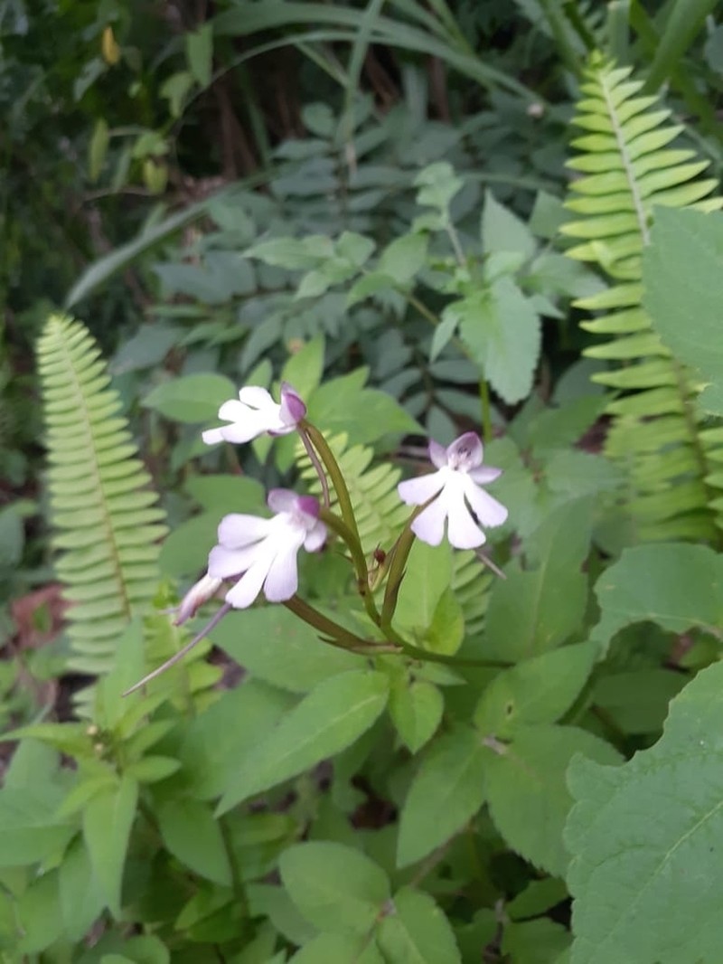 Cynorkis kirkii photo 5