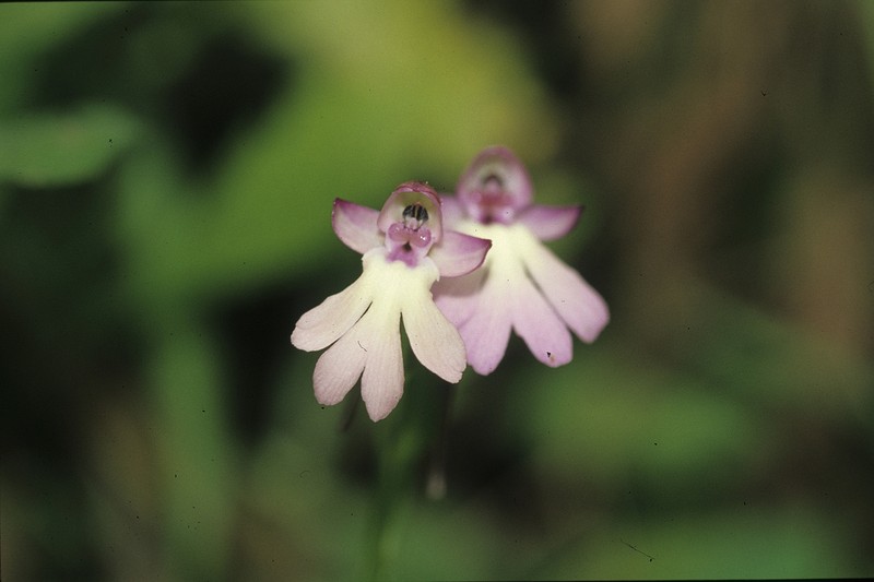 Cynorkis kirkii photo 6
