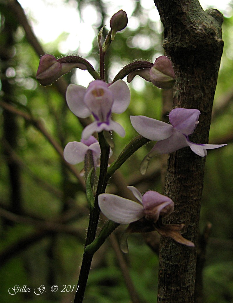 Cynorkis lilacina