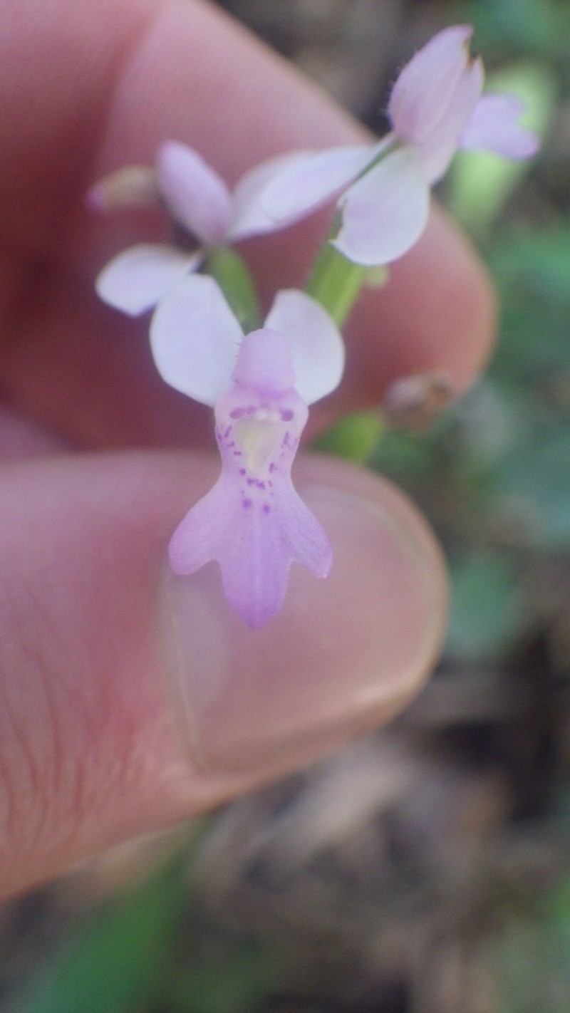 Cynorkis lilacina photo 3