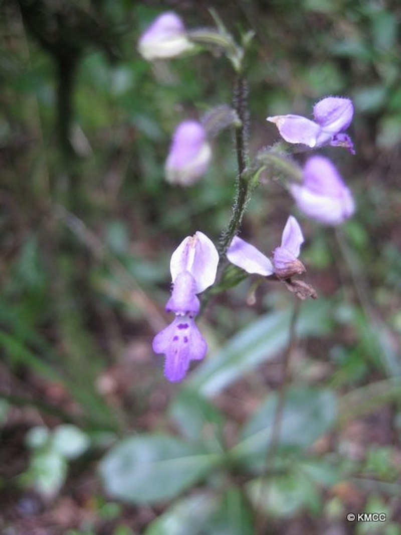 Cynorkis lilacina photo 4