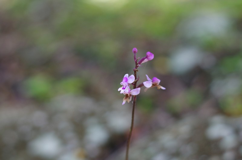 Cynorkis lilacina photo 5