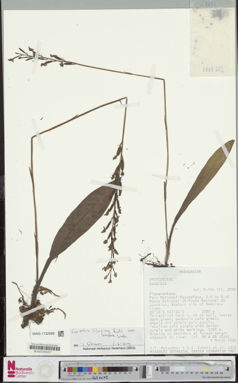 Cynorkis lilacina var. laxiflora