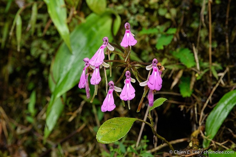 Cynorkis lowiana