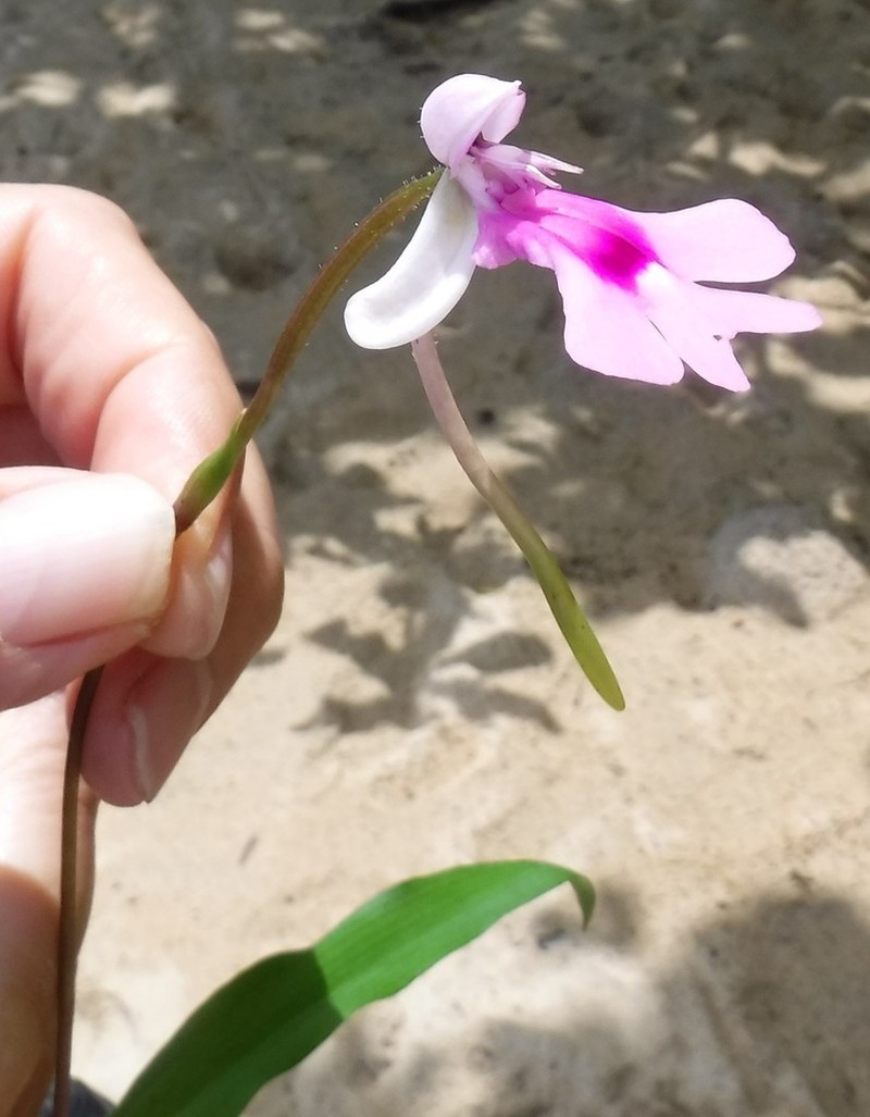 Cynorkis lowiana photo 5