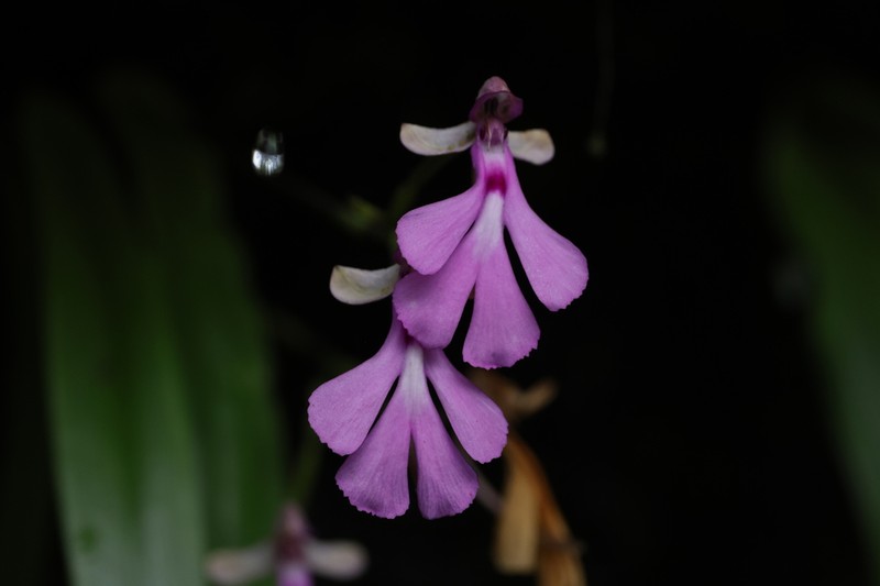 Cynorkis lowiana photo 7