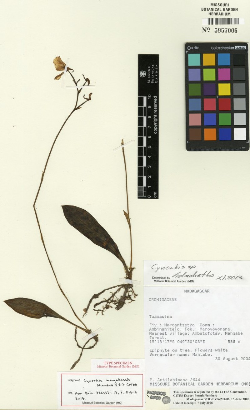 Cynorkis mangabensis