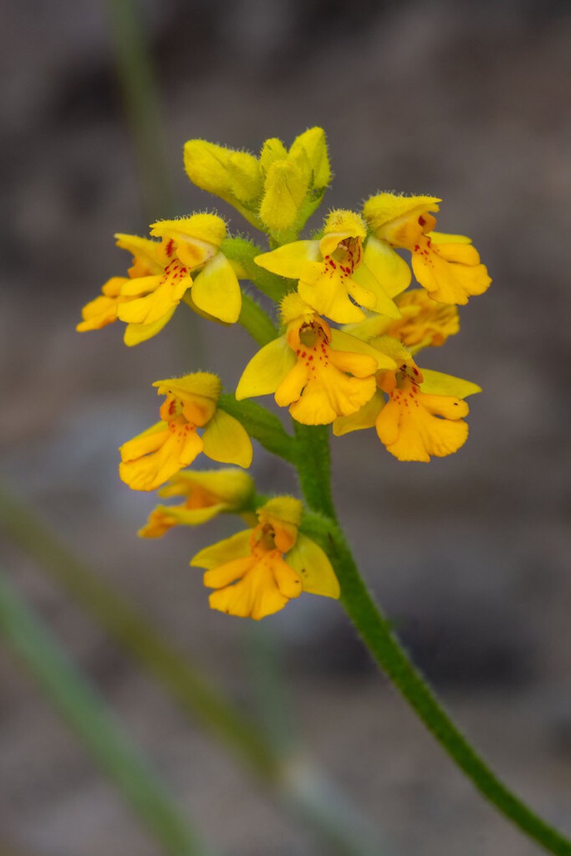 Cynorkis melinantha
