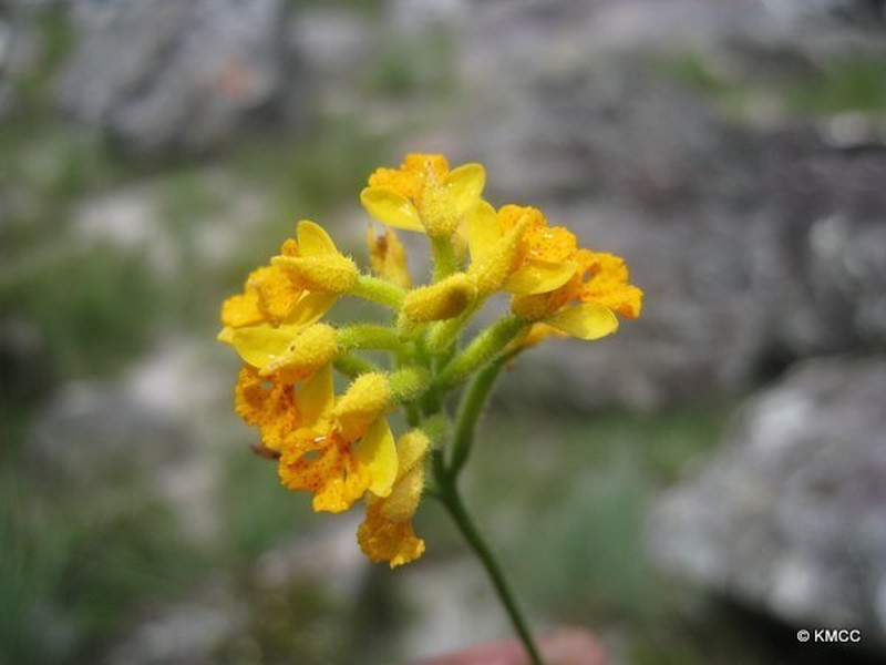 Cynorkis melinantha photo 2