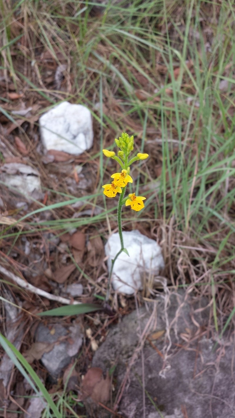 Cynorkis melinantha photo 4