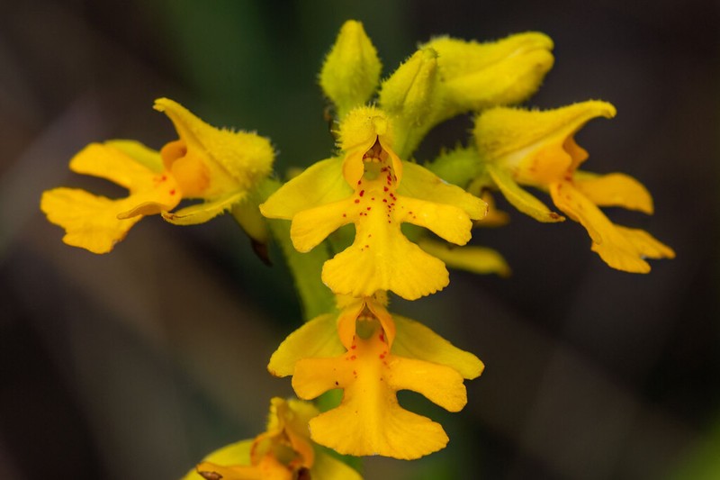 Cynorkis melinantha photo 6