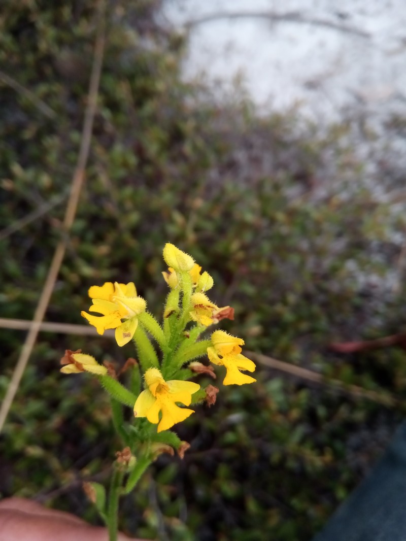 Cynorkis melinantha photo 7