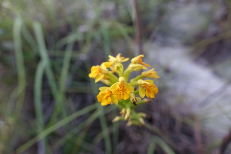 Cynorkis melinantha photo 8