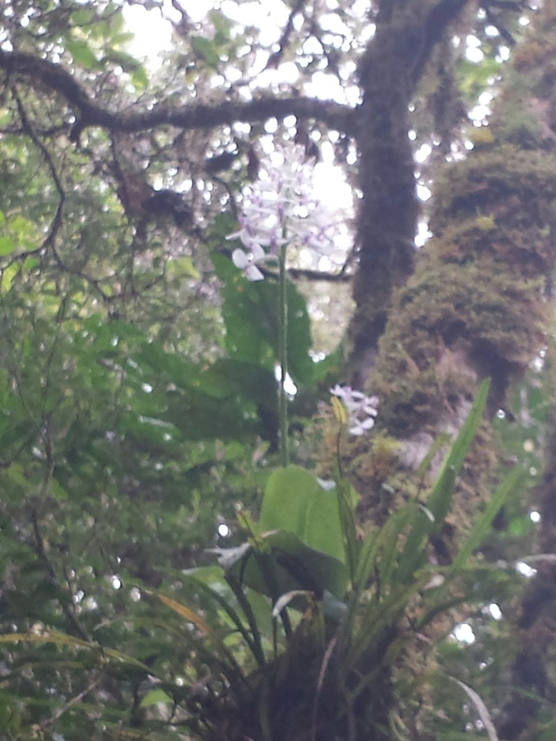 Cynorkis nutans photo 2