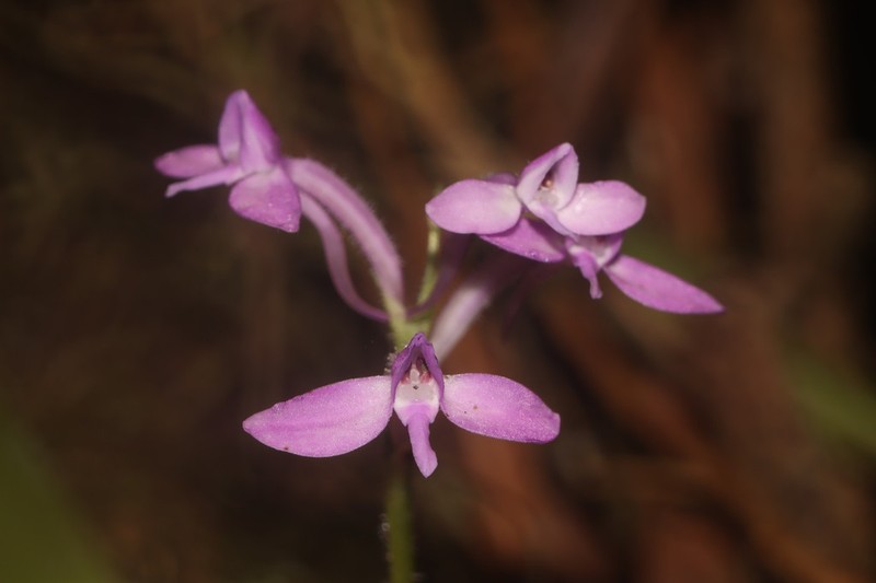 Cynorkis nutans photo 3