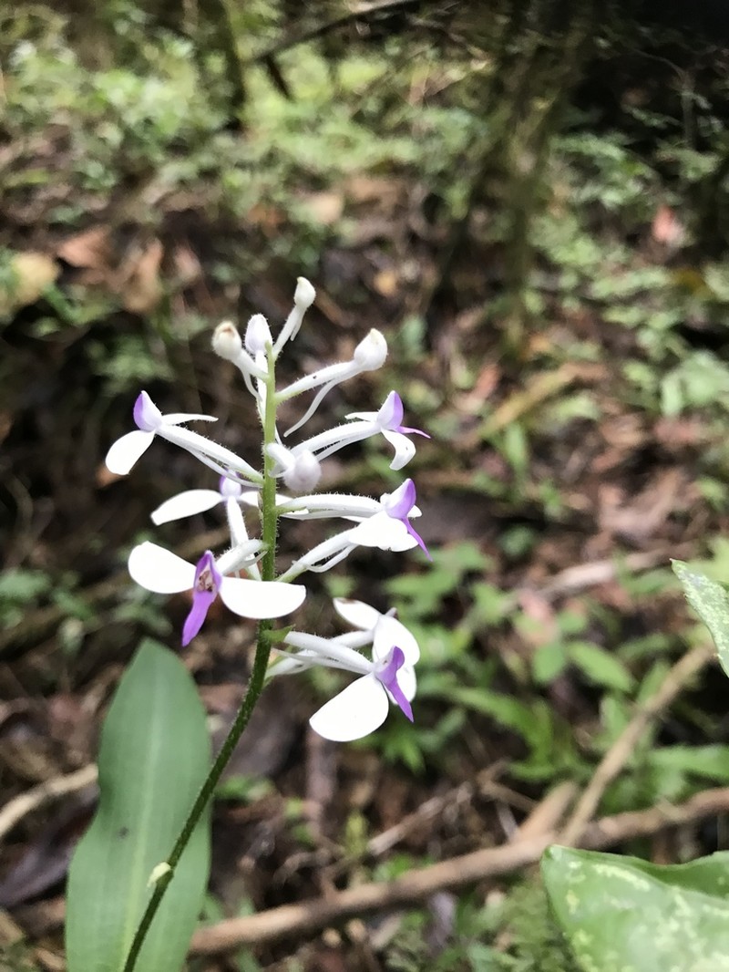 Cynorkis nutans photo 4