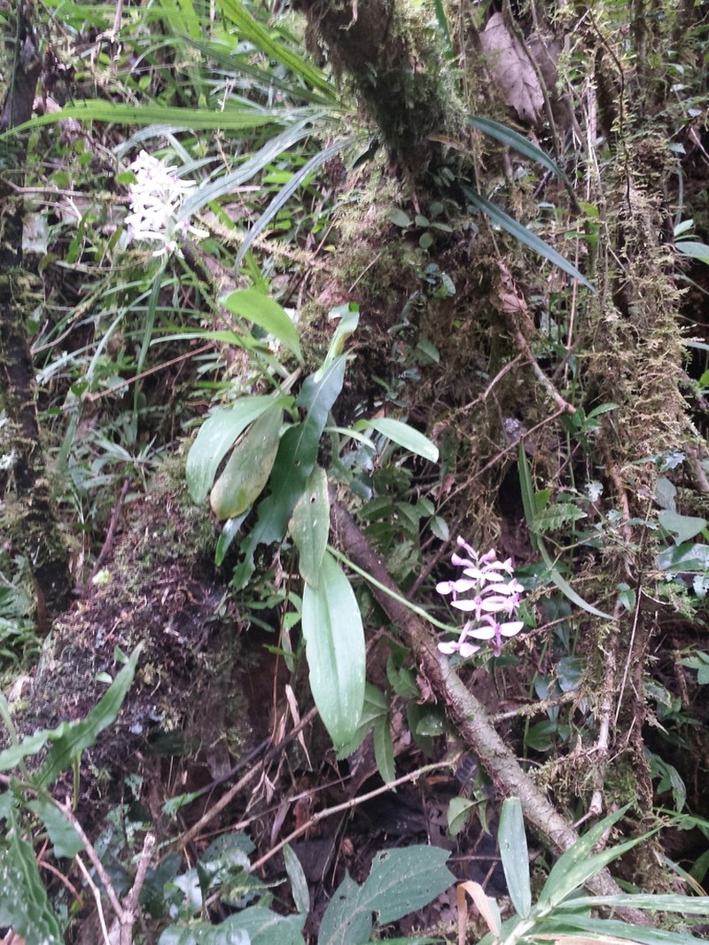 Cynorkis nutans photo 6