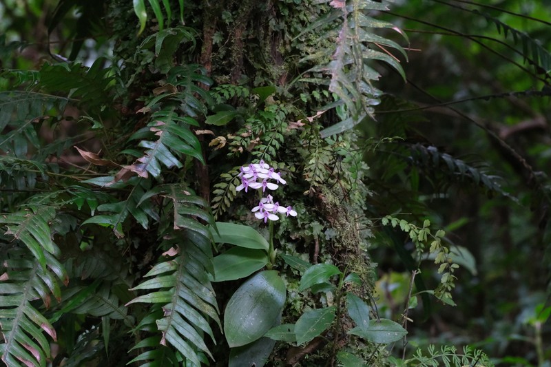 Cynorkis nutans photo 7
