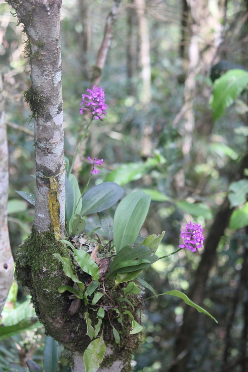 Cynorkis nutans photo 8