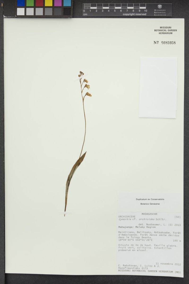 Cynorkis orchioides